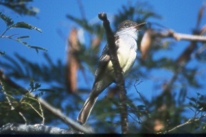 Grenada Flycatcher (Myiarchus nugator)