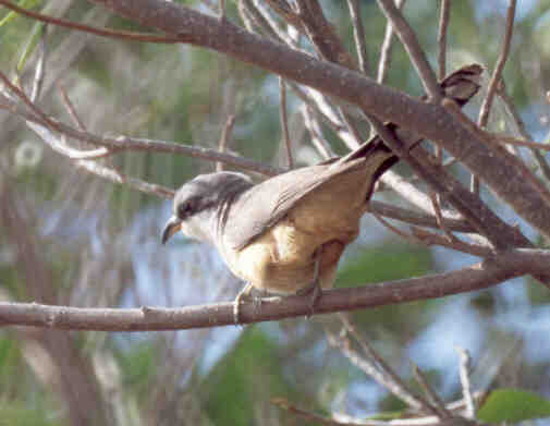 Mangrove Cuckoo forgetting to be secrective