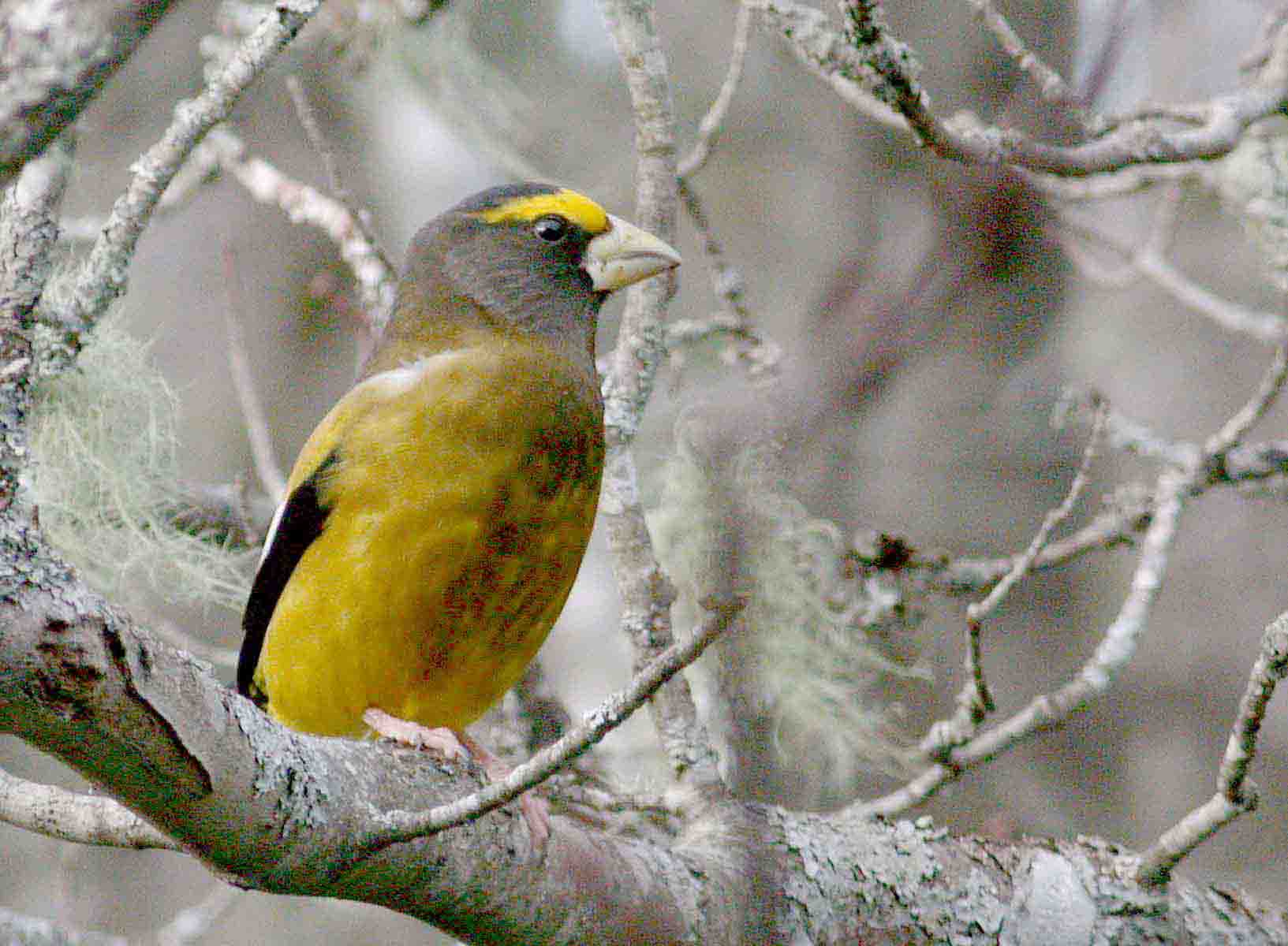 Evening Grosbeak - photo © 2005 by Blake Maybank