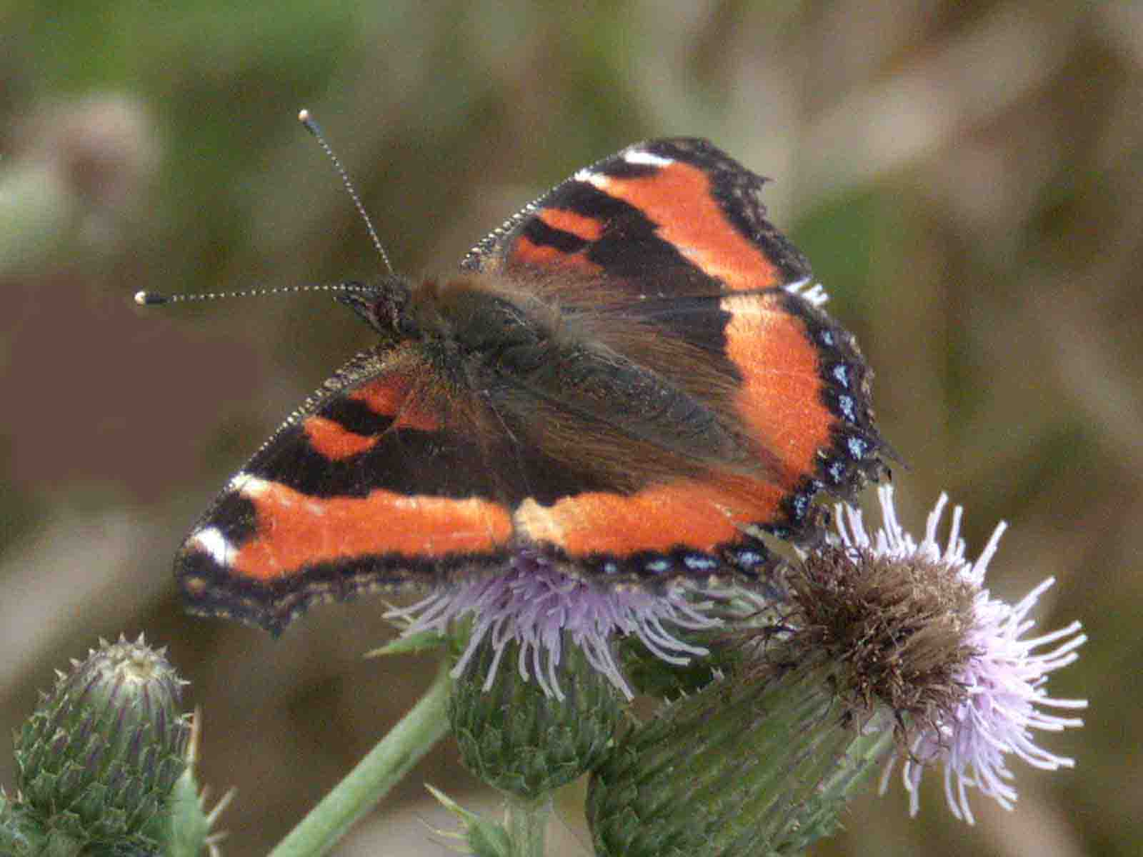 Milbert's Tortoiseshell - photo © 2005 by Blake Maybank