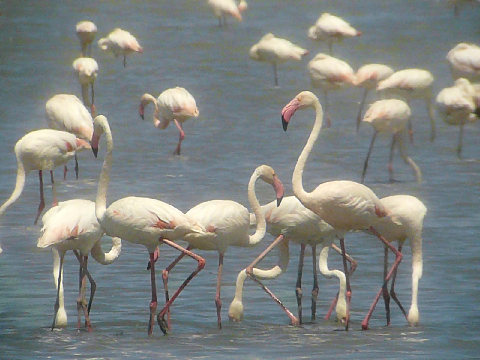 Greater Flamingos.  photo © Blake Maybank, 2011