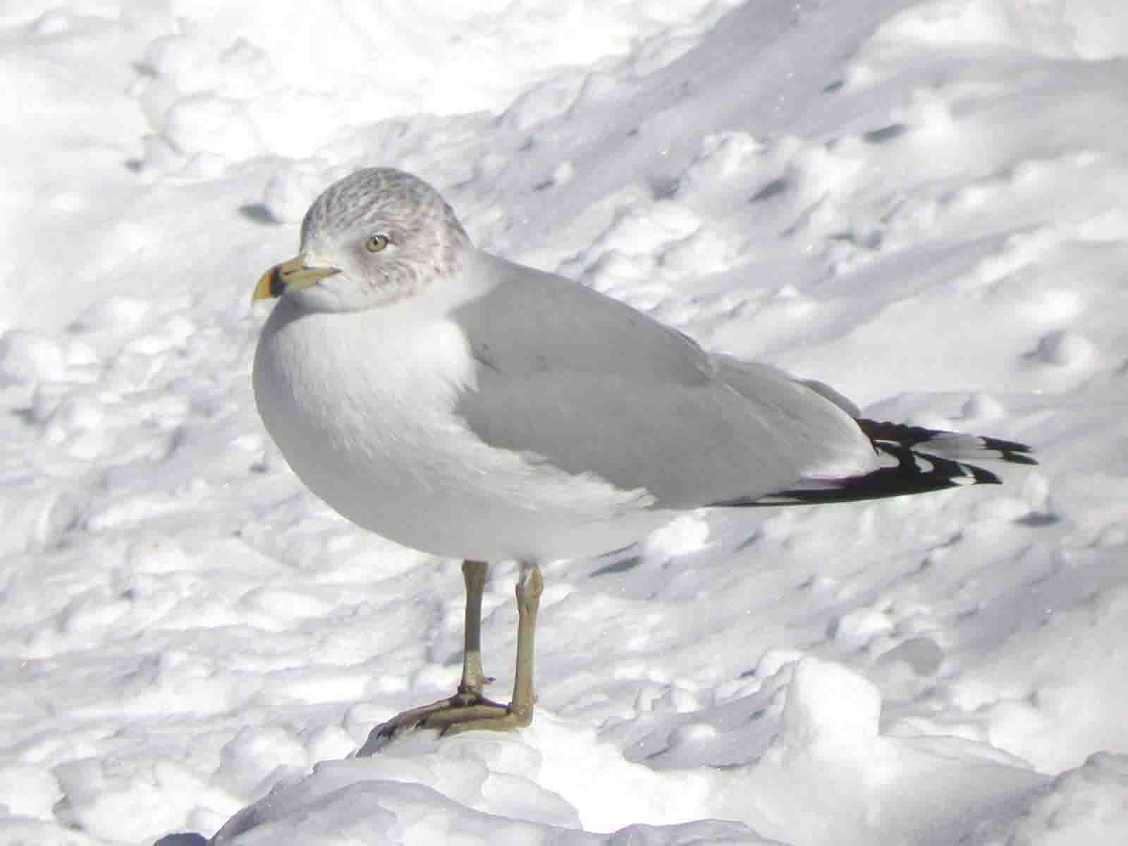 Ring-billed Gull - photo © 2005 by Blake Maybank