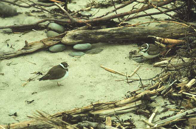 Semipalmated Plovers