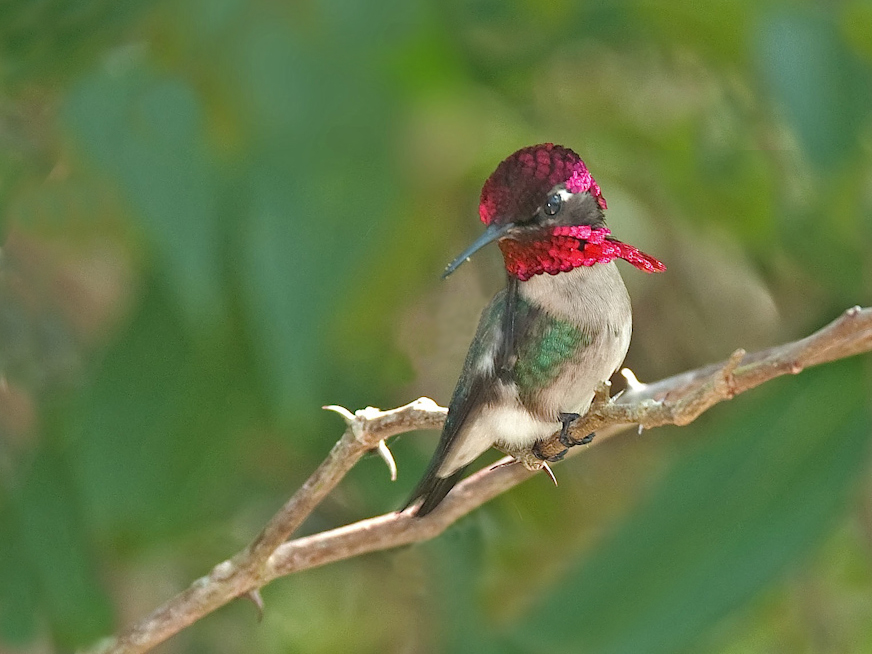 Bee Hummingbird, photo copyright 2009 by Richard Stern