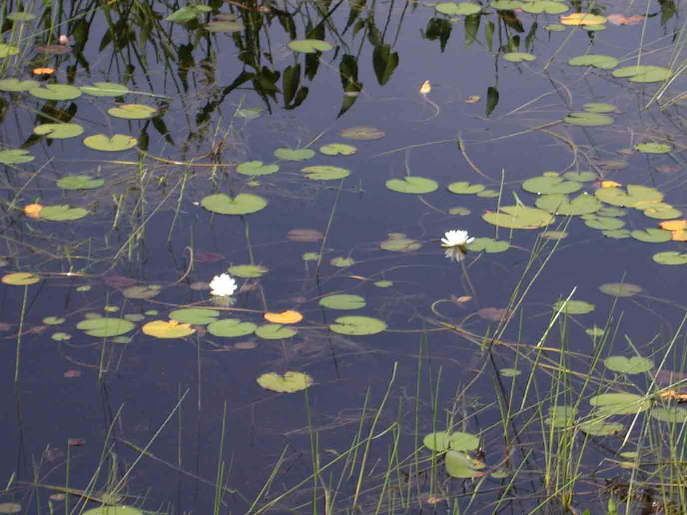 Water Lilies, photo © 2006 by Blake Maybank