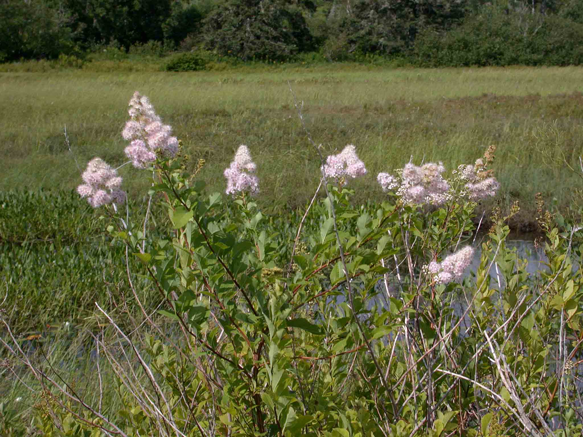 Spiraea alba, photo © 2006 by Blake Maybank