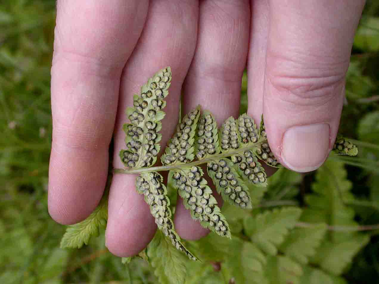 Mystery Fern - Sporangia