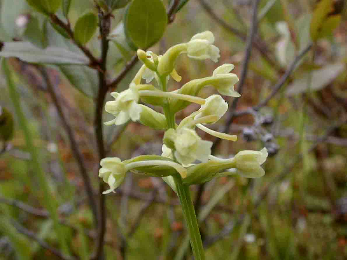 Mystery Orchid - Flower detail
