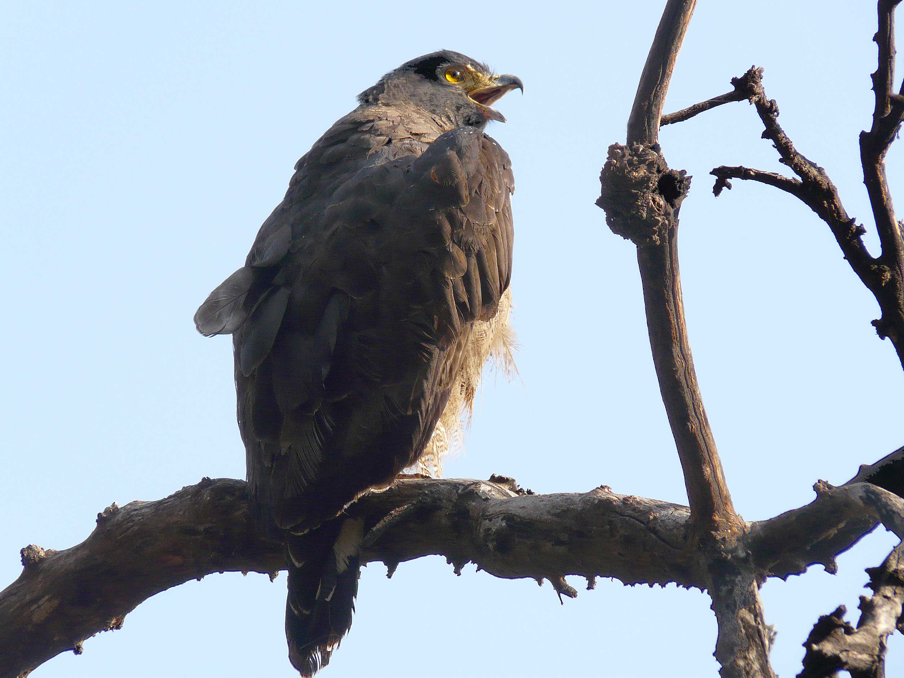 Crested-Serpent-Eagle. Photo © 2010 by Blake Maybank.