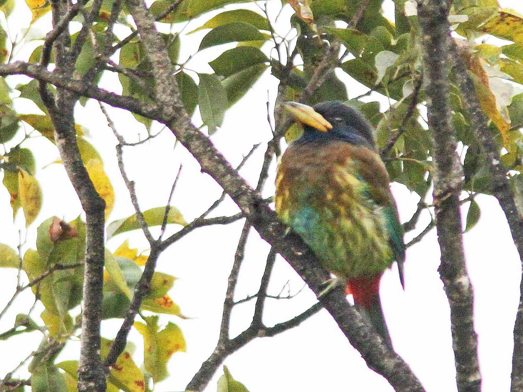Great Barbet.  Photo © 2010 by Alan Covert.