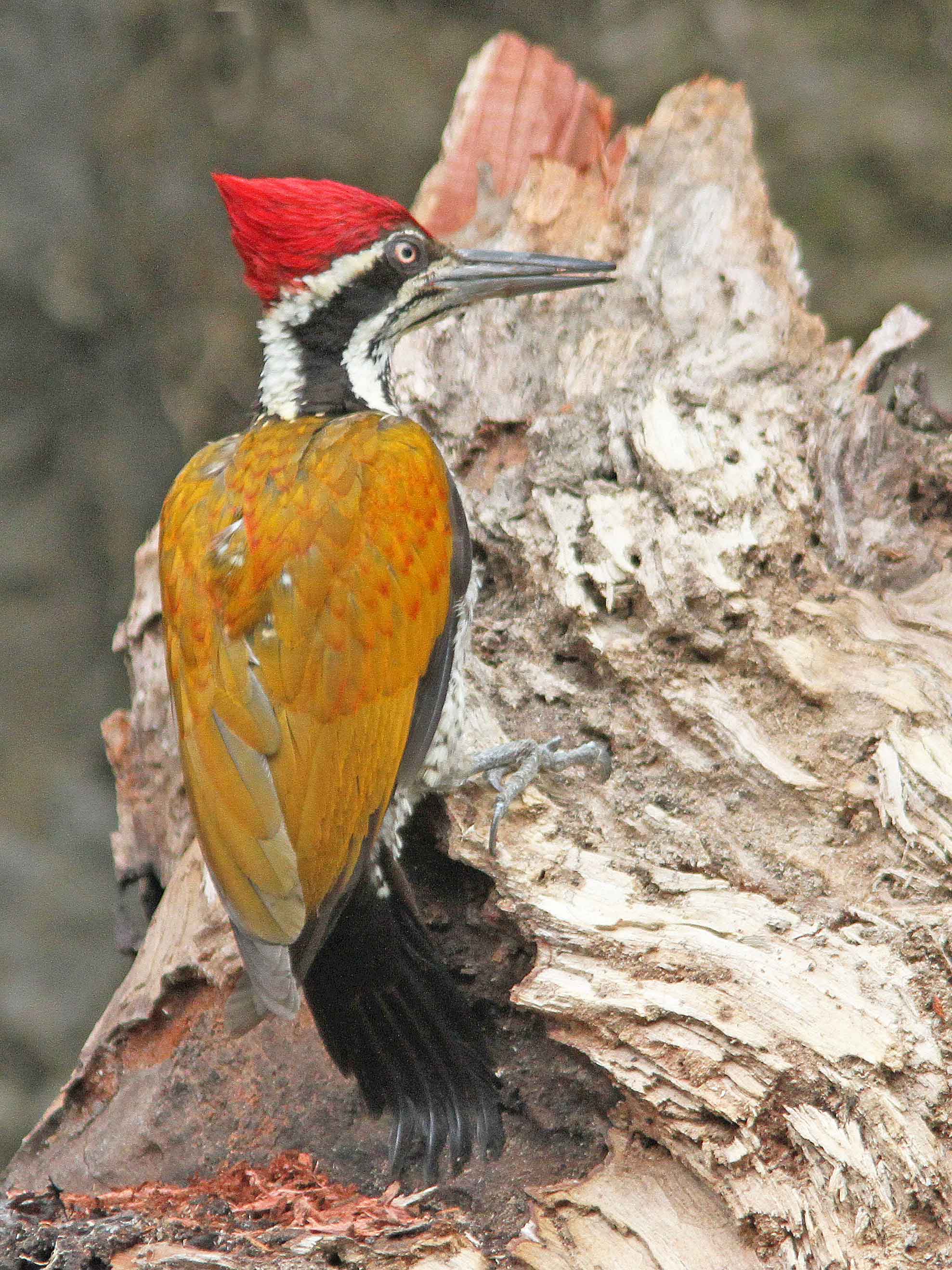 Greater Flameback.  Photo © 2010 by Alan Covert.