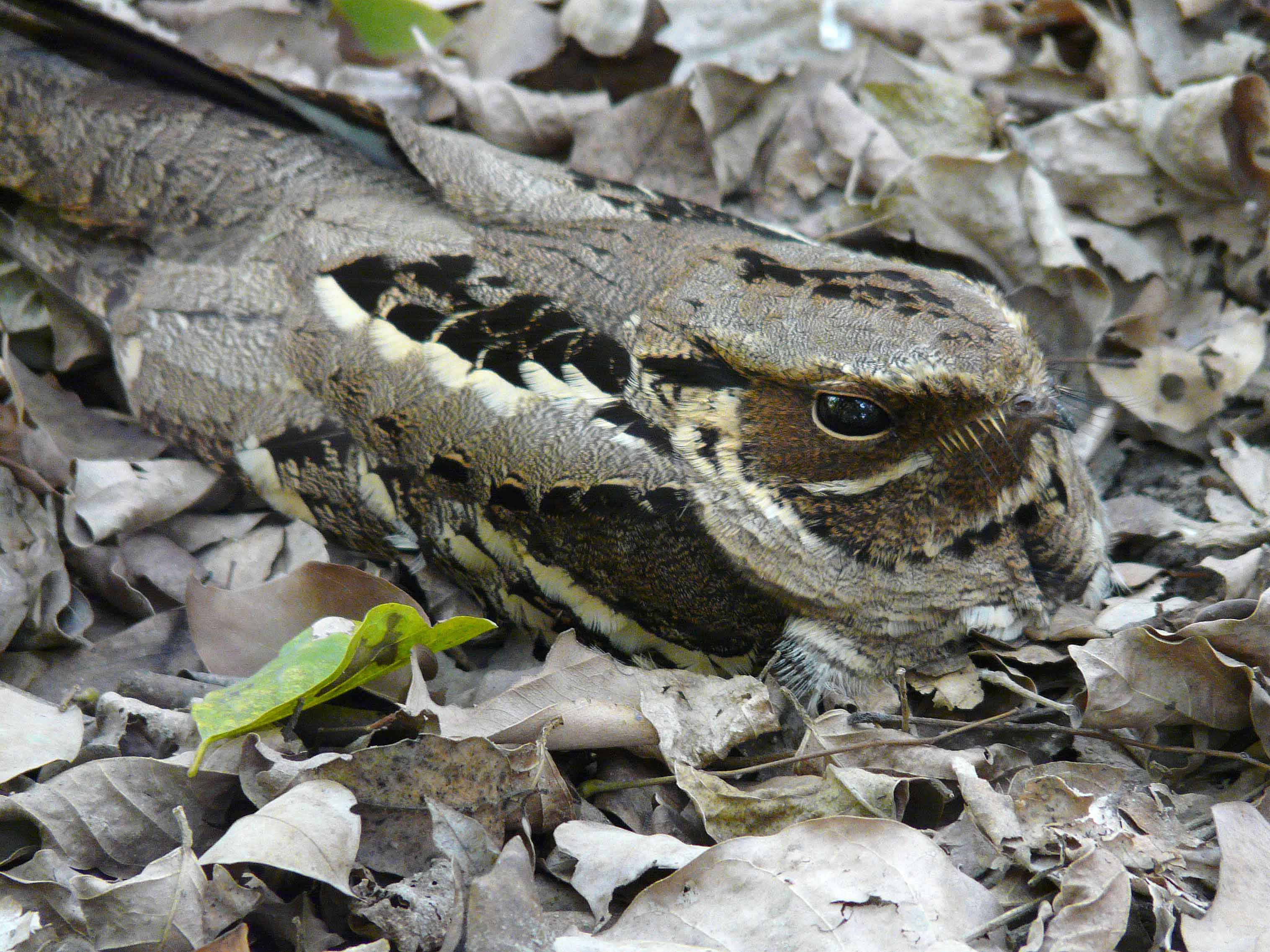 Large-tailed Nightjar. Photo © 2010 by Blake Maybank.