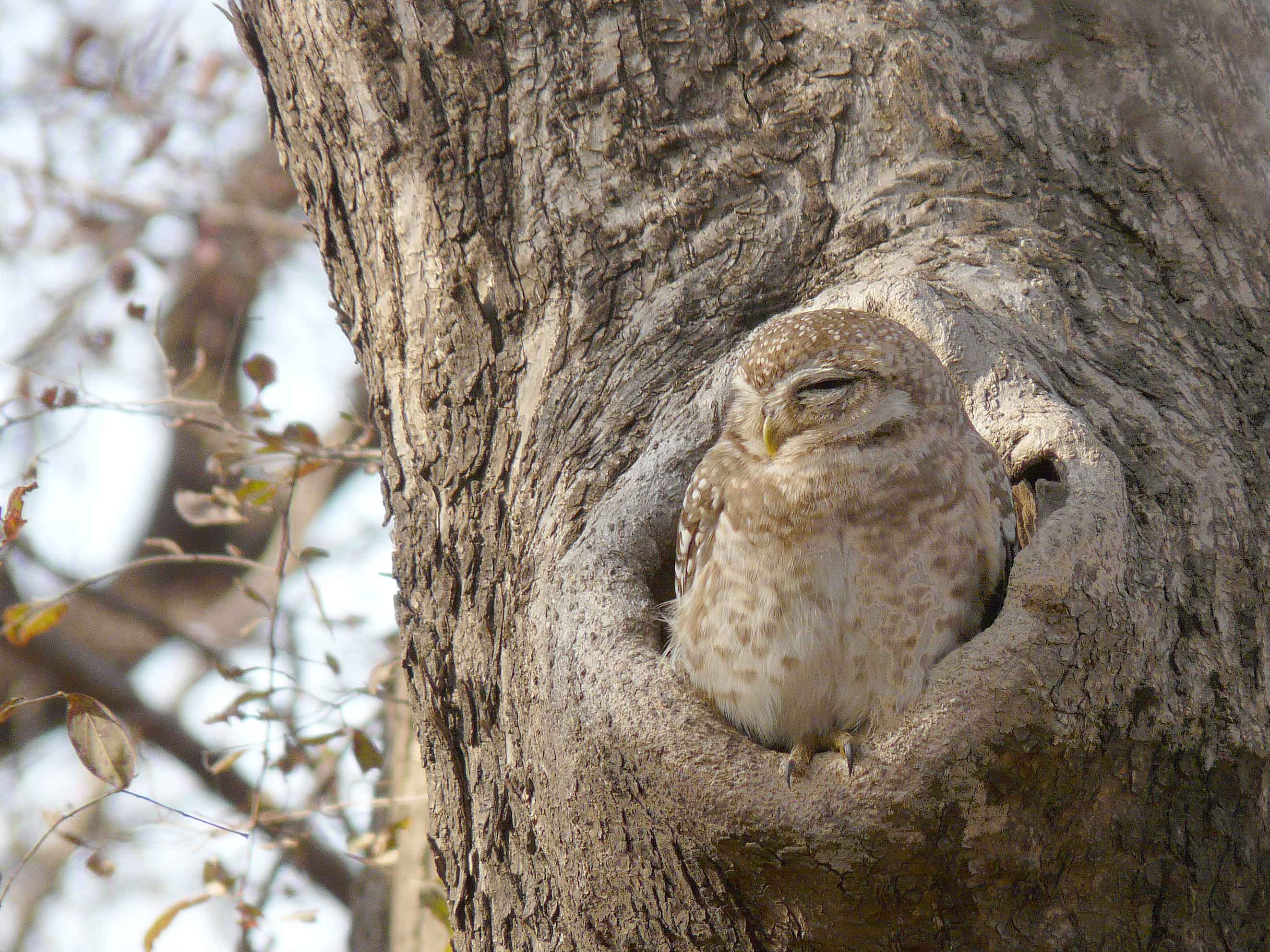 Spotted Owlet.  Photo © 2010 by Blake Maybank