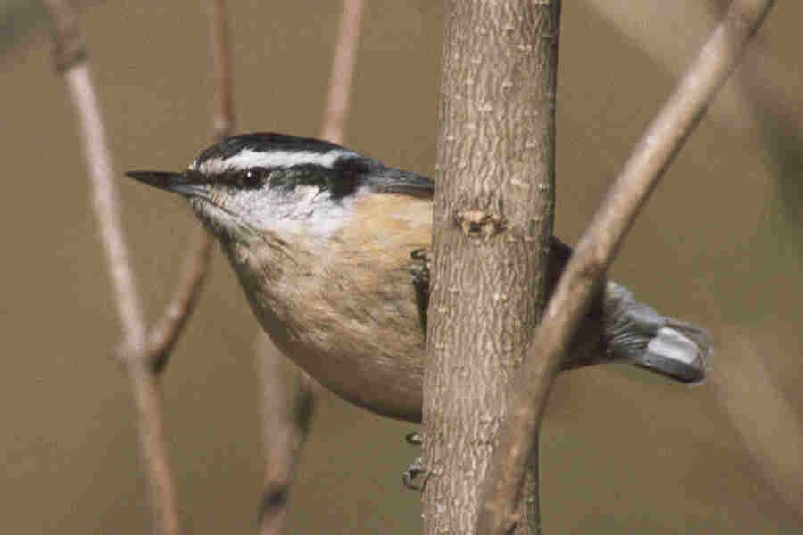 Red-breasted Nuthatch, photo © Blake Maybank