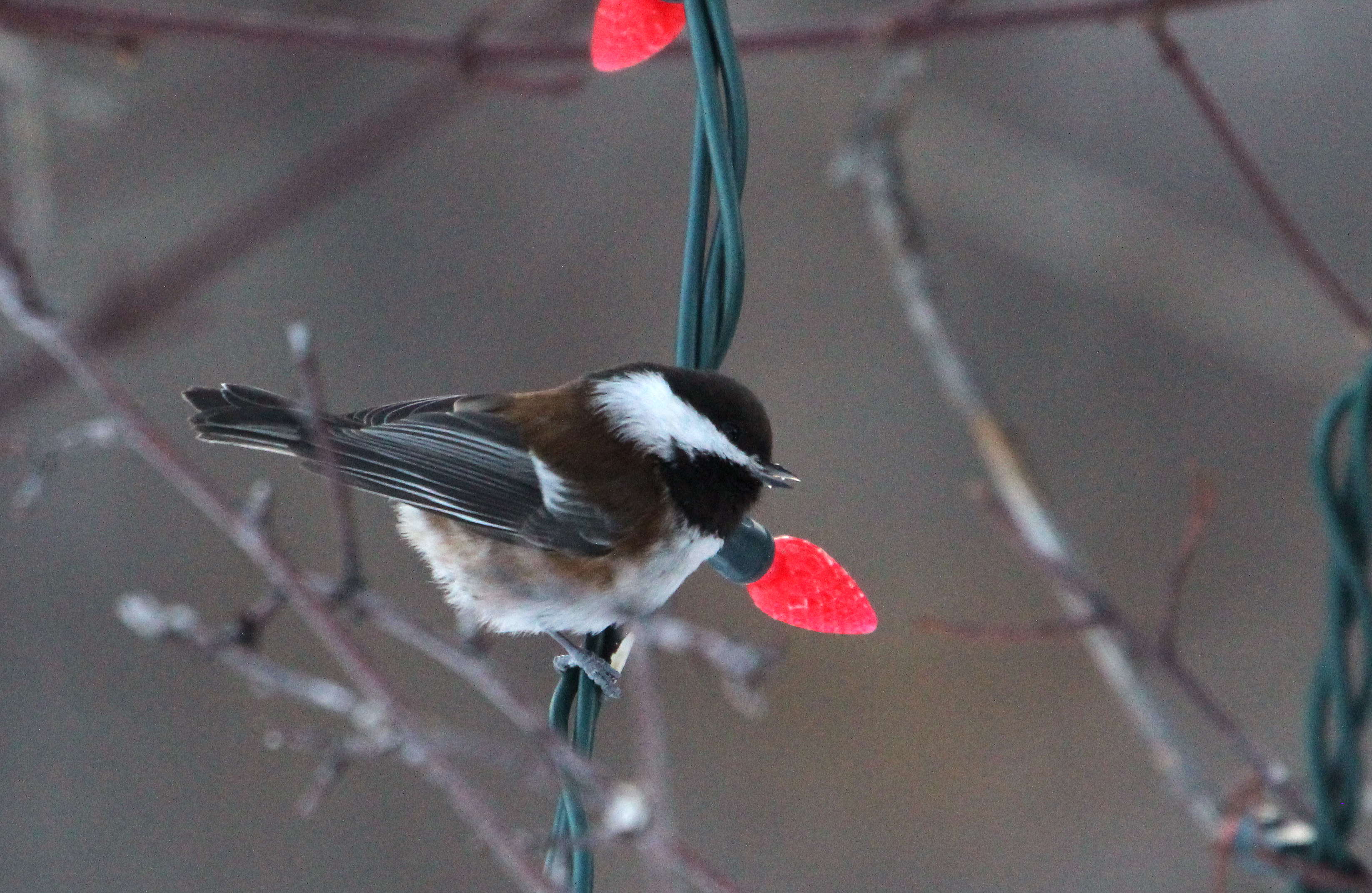 Chestnut-backed Chickadee - photo © by Richard Klauke