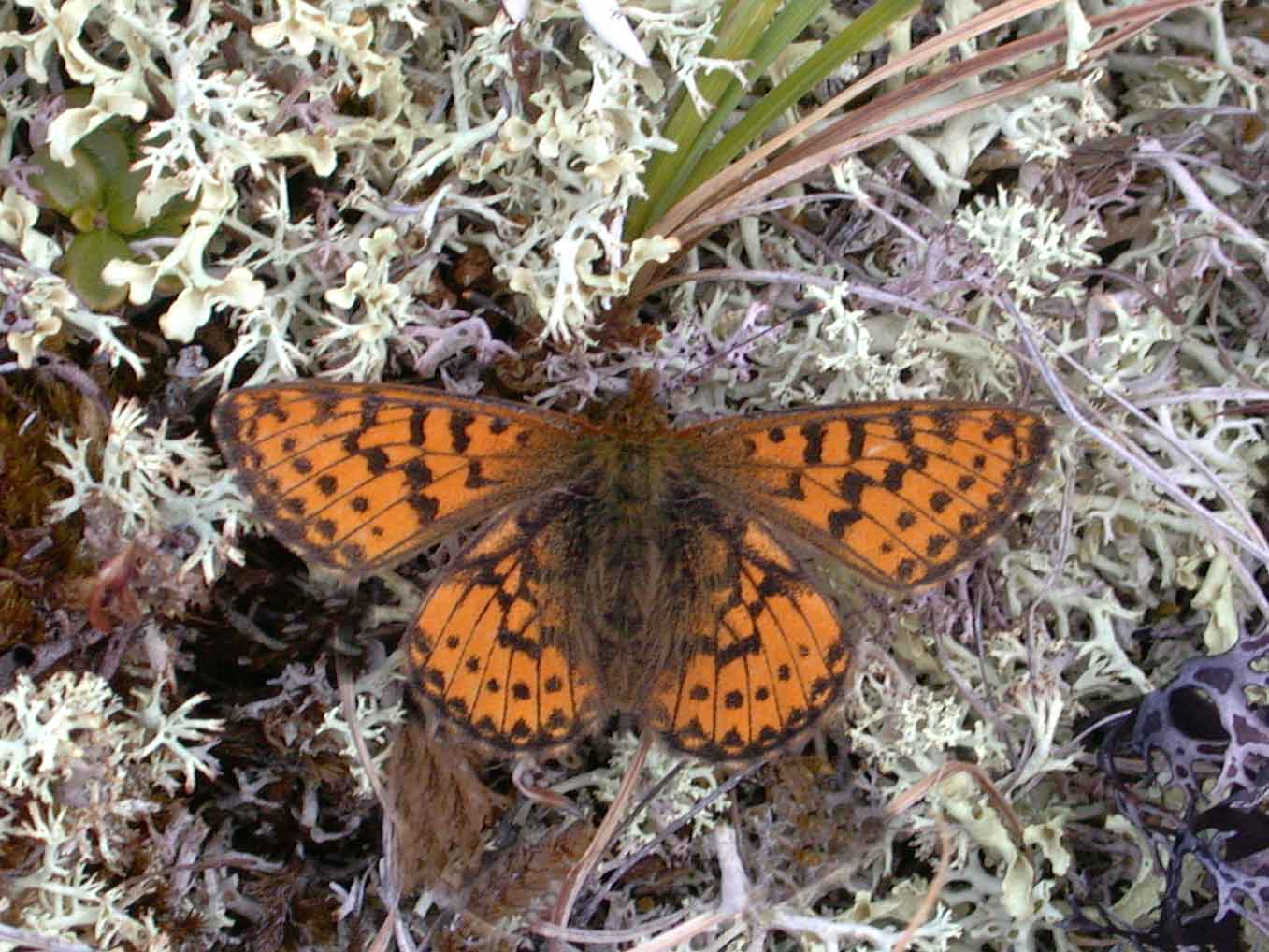 Arctic Fritillary (Boloria chariclea)