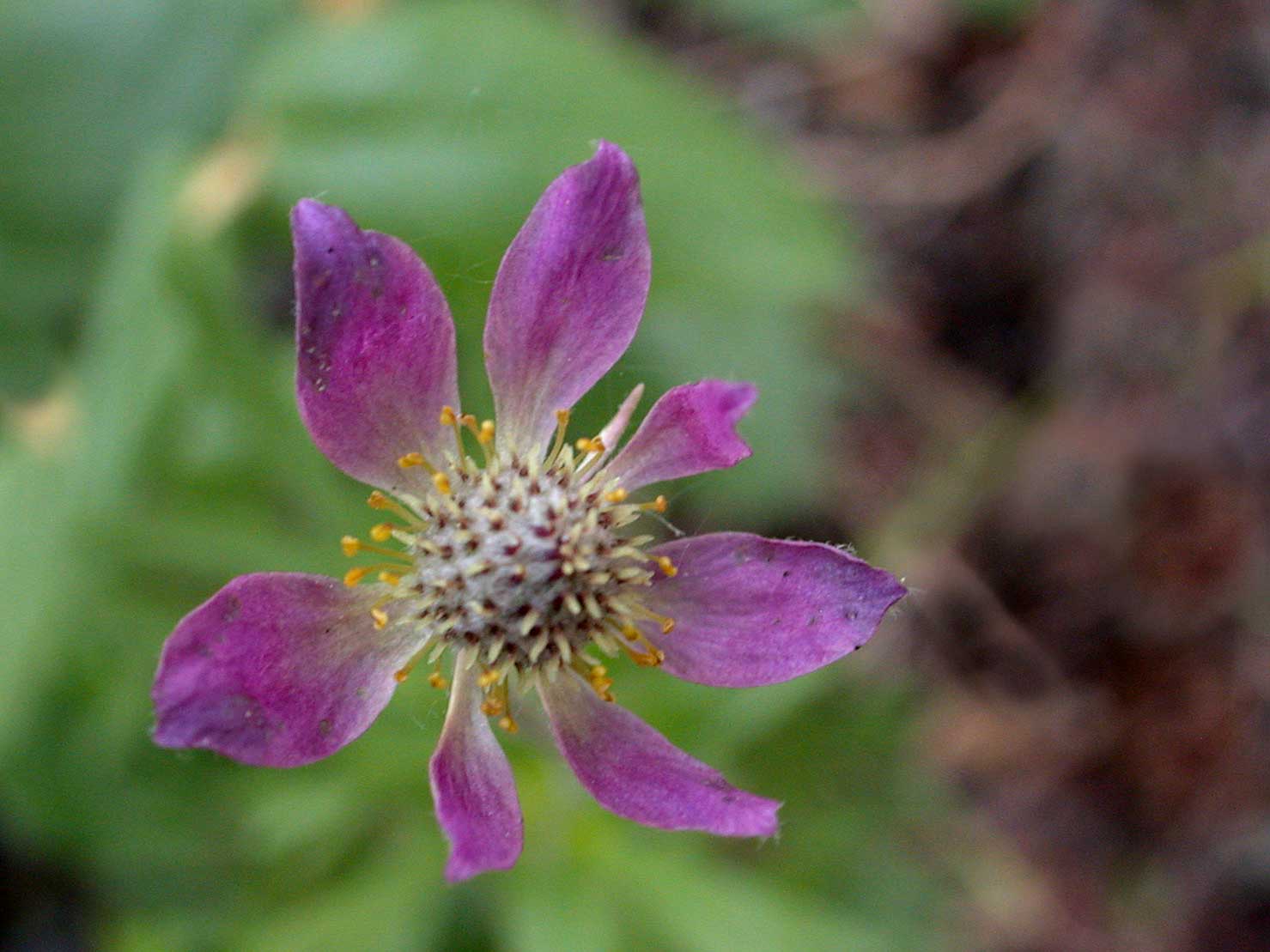 Cut-leaved Anemone