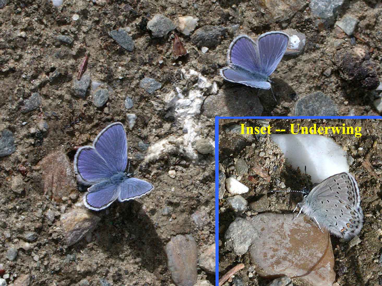 Northern Blue butterflies
