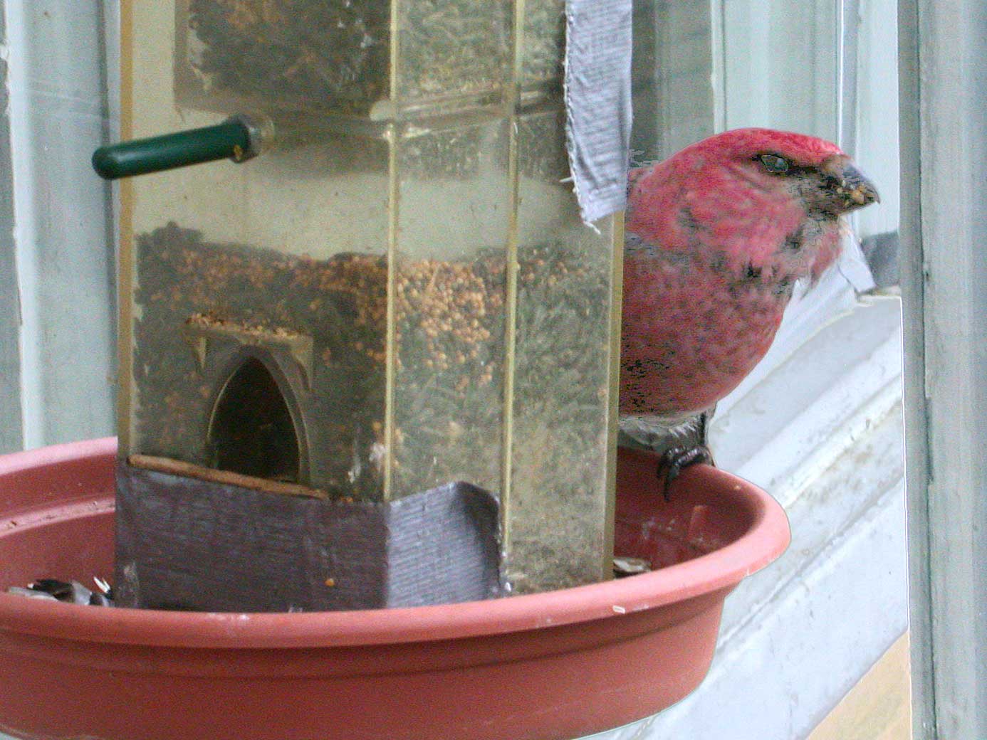 Pine Grosbeak at feeder