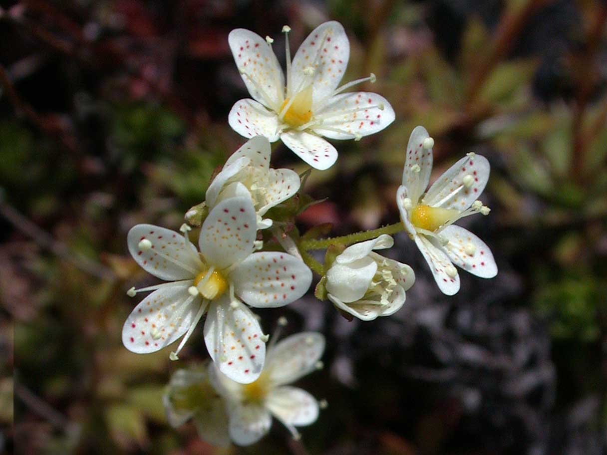 Tufted Saxifrage