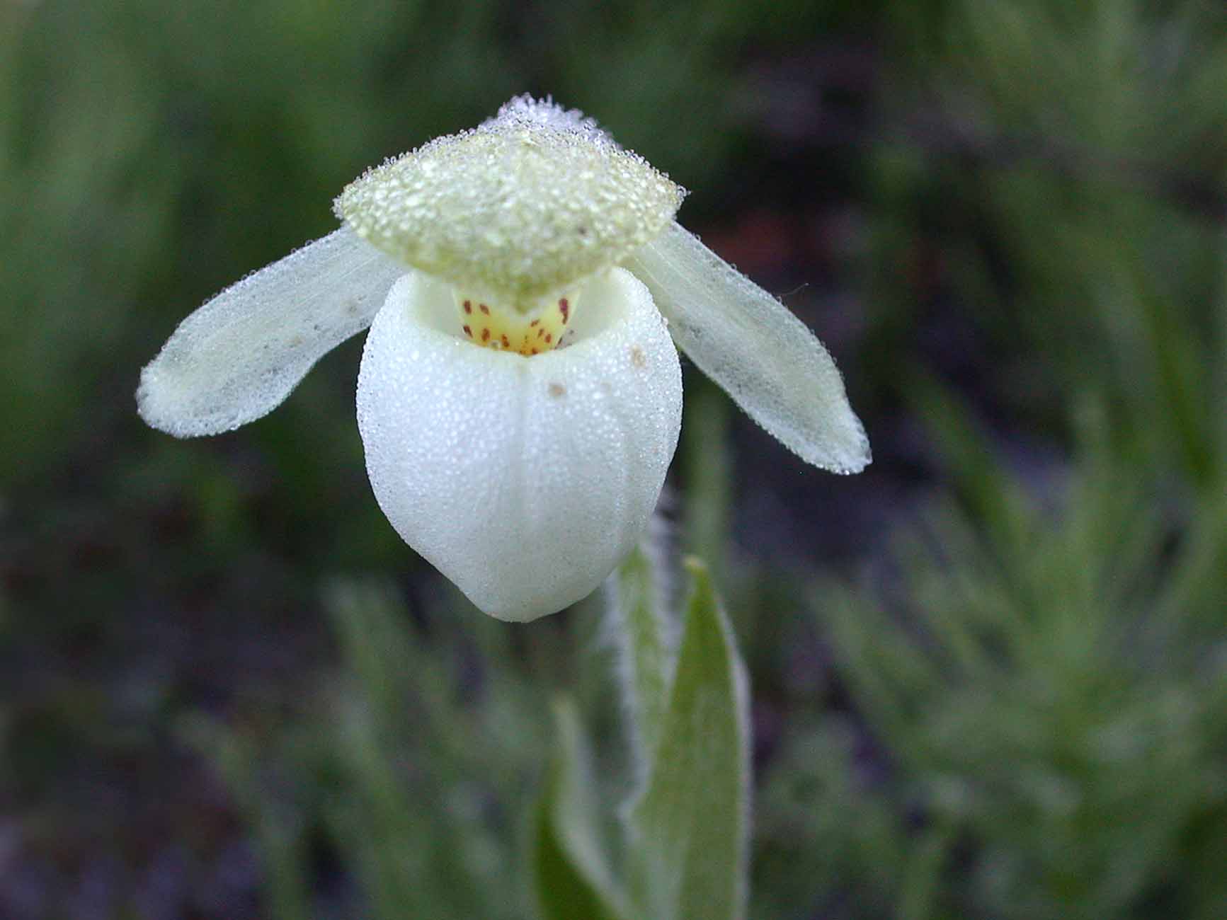 Sparrow's Egg Lady's Slipper (Cypripedium passerinum)