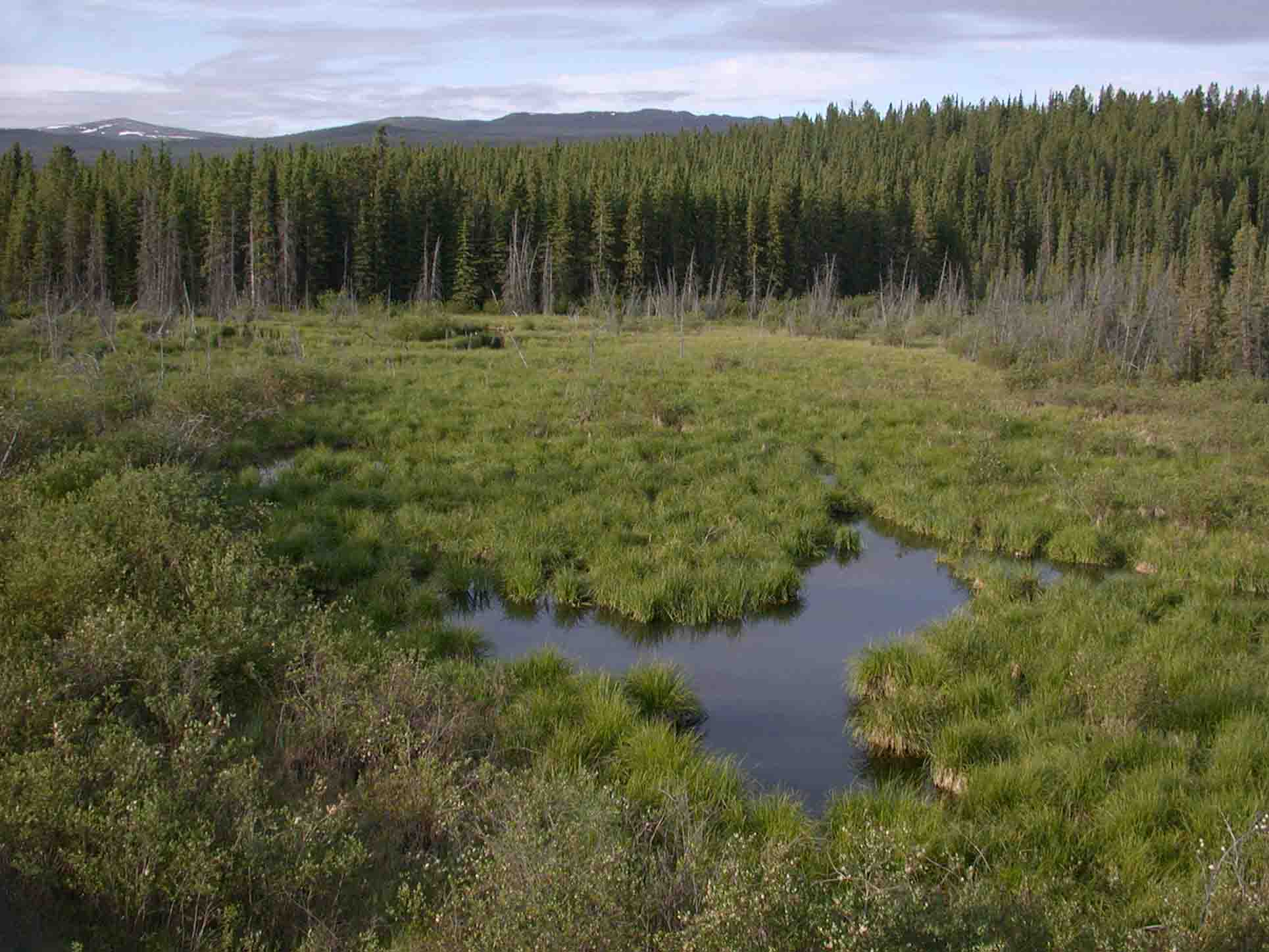 McIntyre Creek Wetlands, Yukon