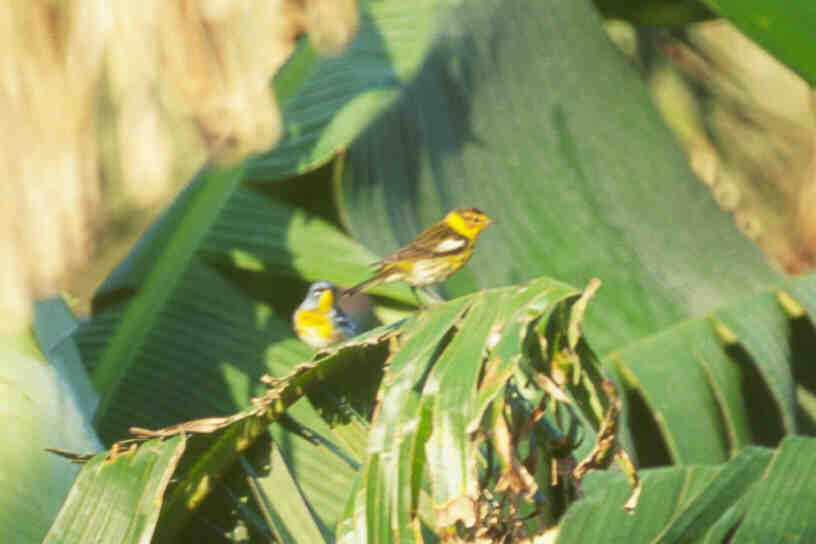 Cape May Warbler & Northern Parula