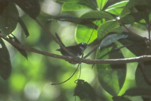 Whistling Warbler (Catharopeza bishopi)