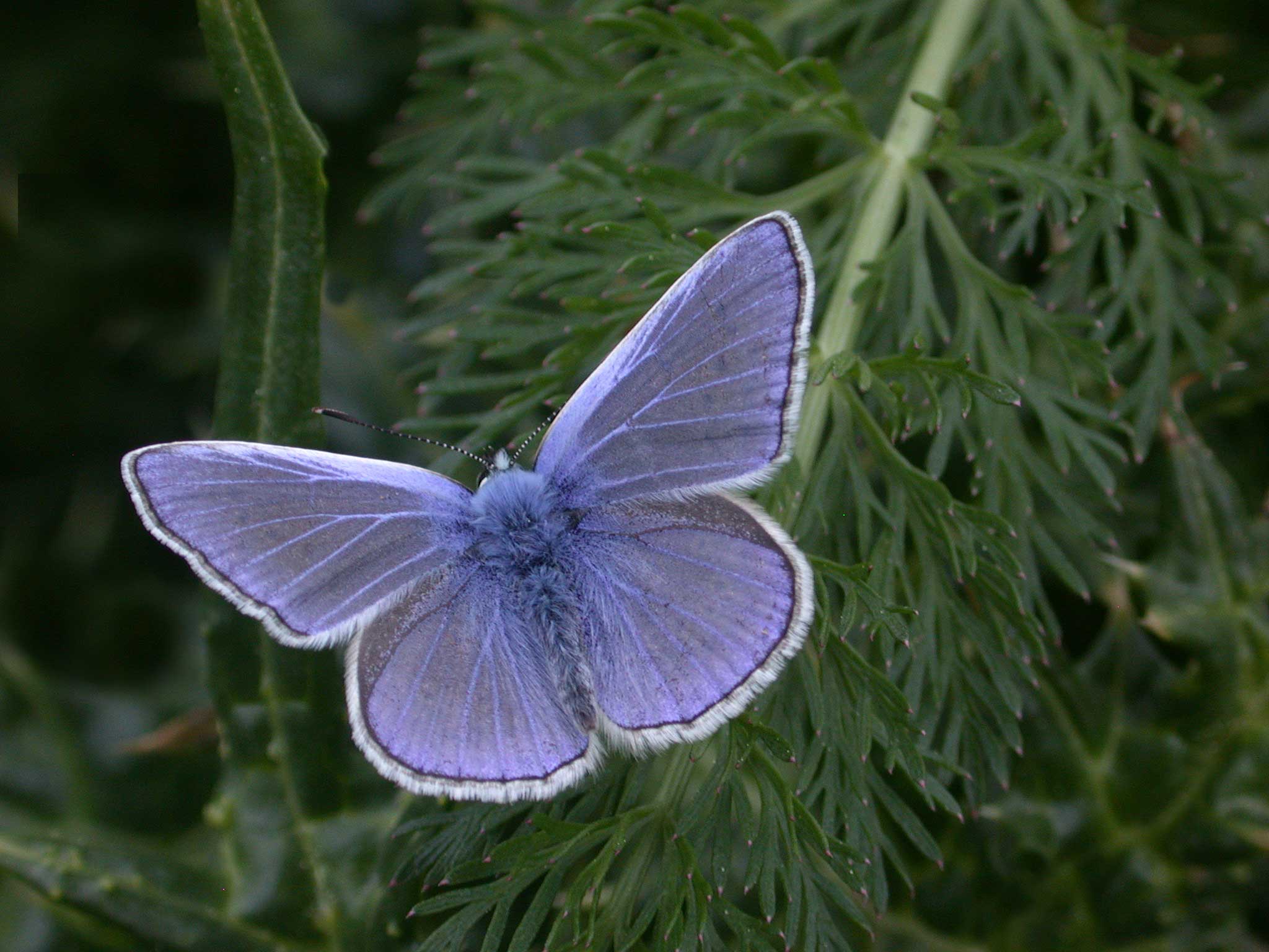Common Blue Butterfly (Polyommatus icarus). Photo copyright by Blake Maybank