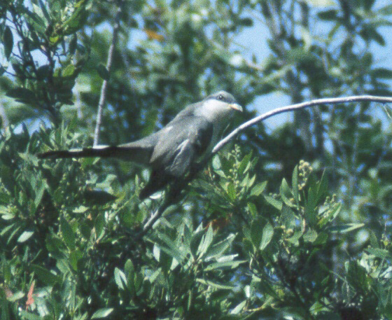Mangrove Cuckoo. Photo copyright by Blake Maybank