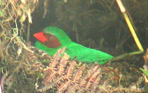 Grass-green Tanager on nest