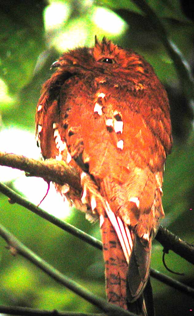 Rufous Potoo, Sani Lodge