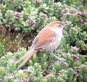 White-chinned Thistletail, Pallacpacta Pass