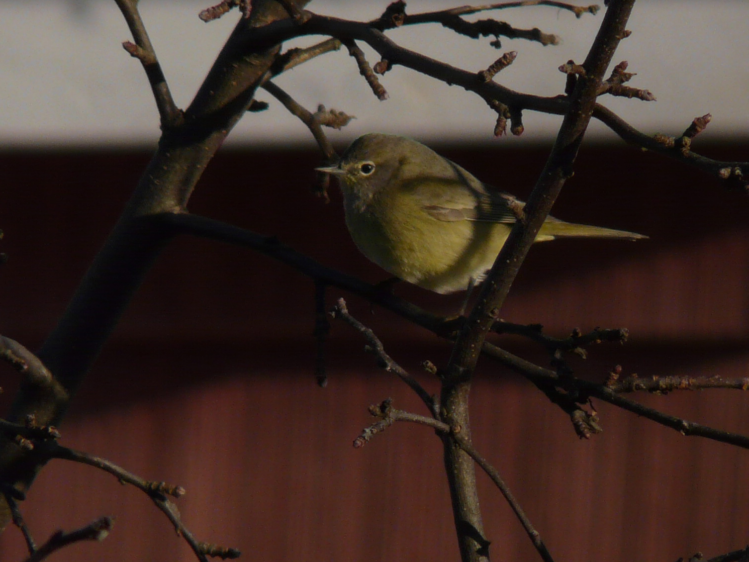 Orange-crowned Warbler - photo © 2007 by Blake Maybank