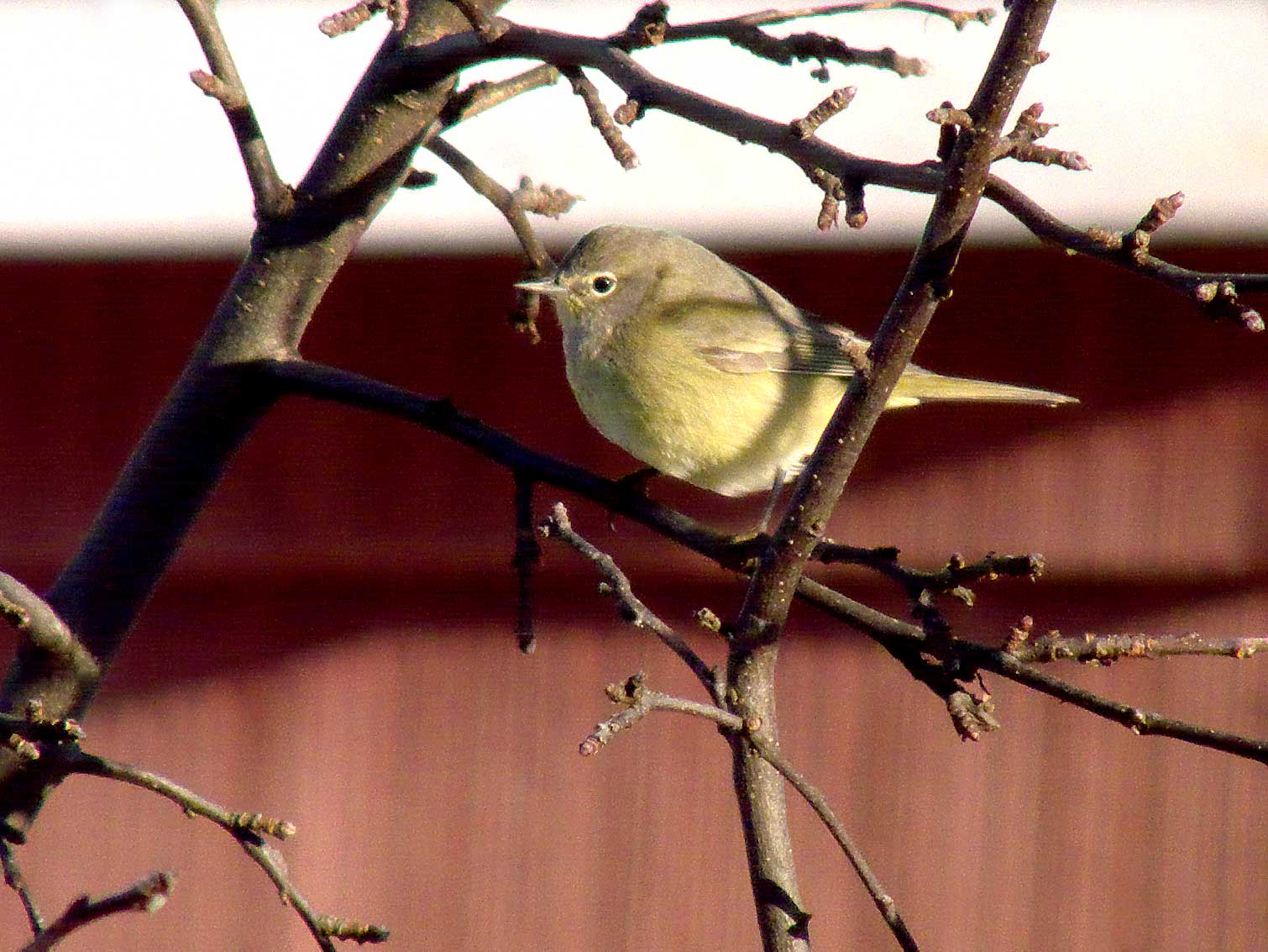 Orange-crowned Warbler - photo © 2007 by Blake Maybank