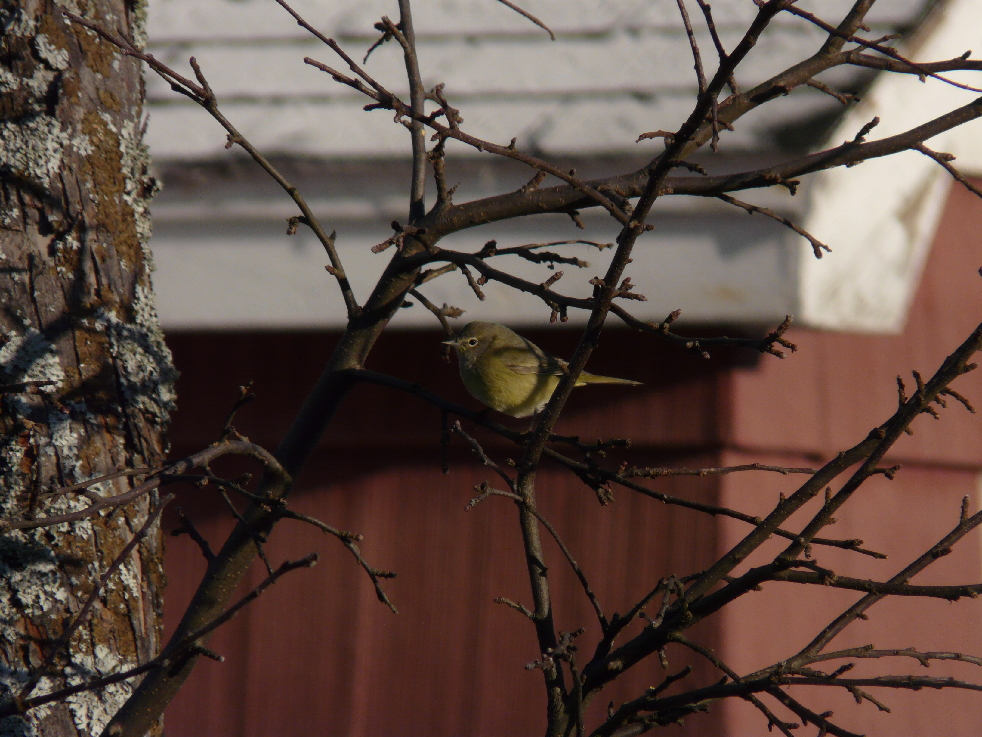 Orange-crowned Warbler - photo © 2007 by Blake Maybank