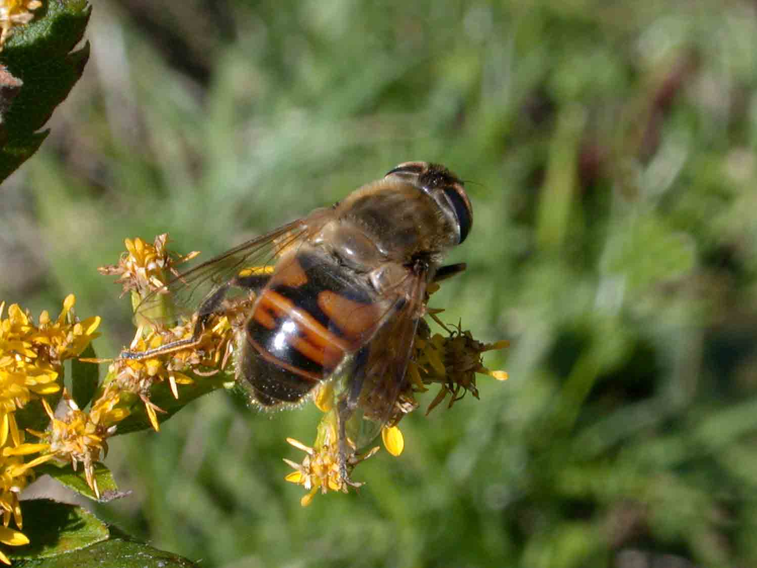 Drone Fly - female