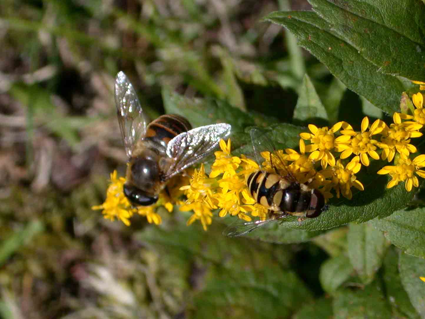 Drone Fly & Transverse Flower Fly