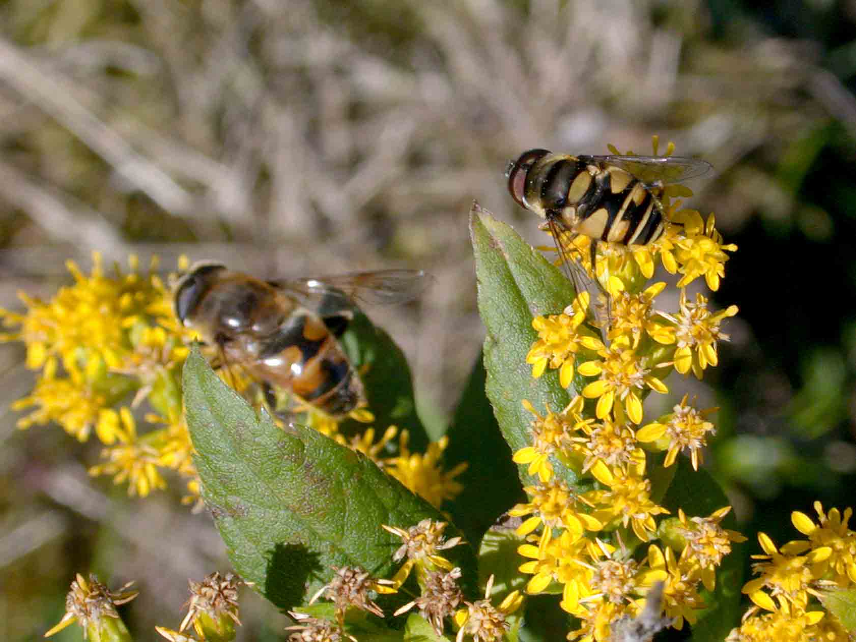 Drone Fly & Transverse Flower Fly