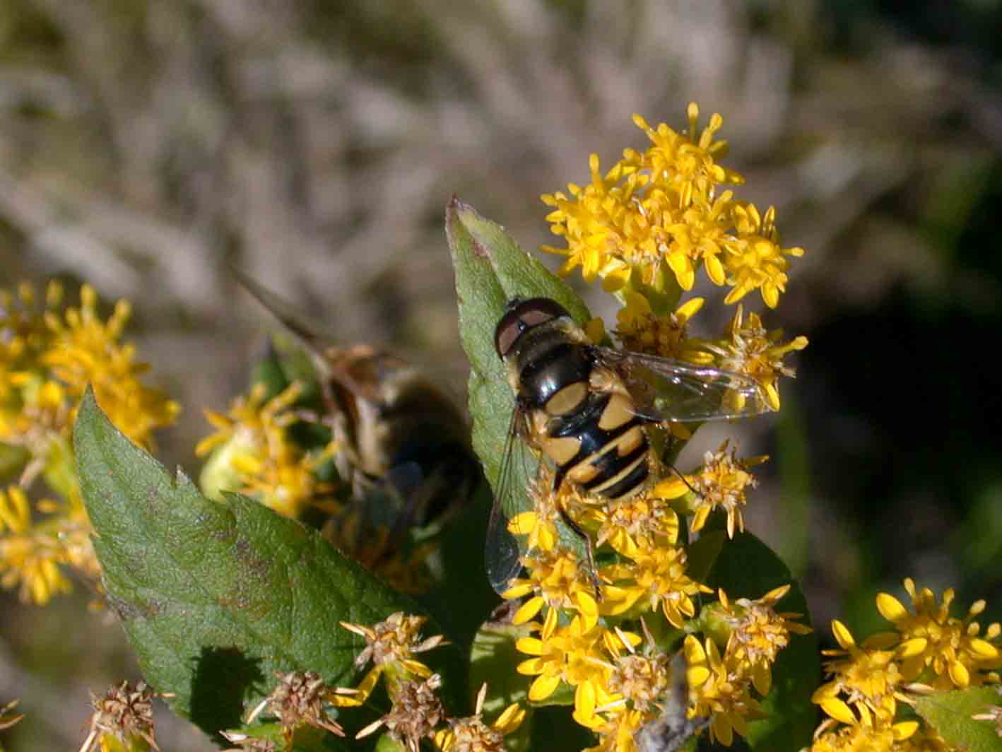 Transverse Flower Fly