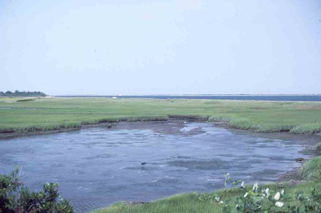 Nantucket Salt Marsh