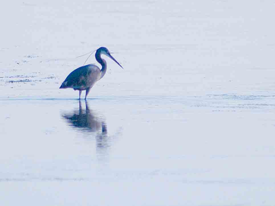 Western Reef-Heron by Dave Tanahill