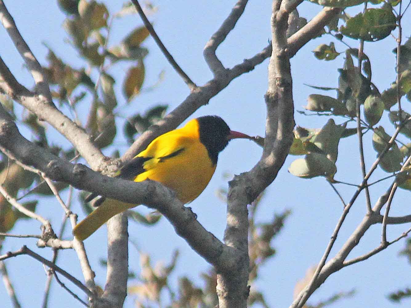Black-hooded-Oriole.  Photo © 2010 by Alan Covert.