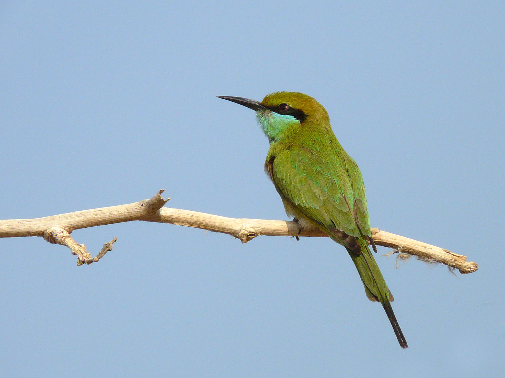 Green Bee-eater.  Photo © 2010 by Blake Maybank.