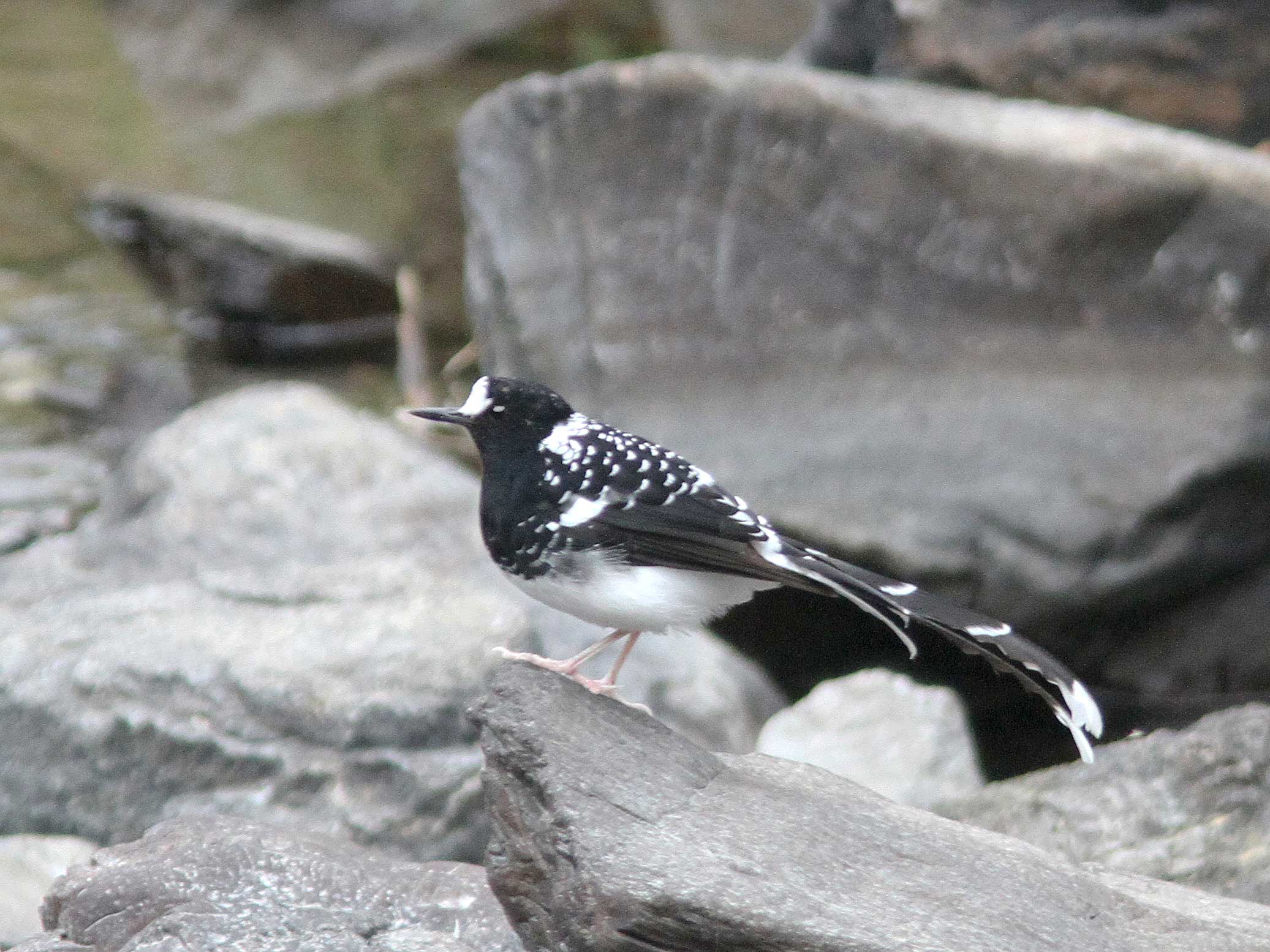 Spotted-Forktail.  Photo © 2010 by Alan Covert.