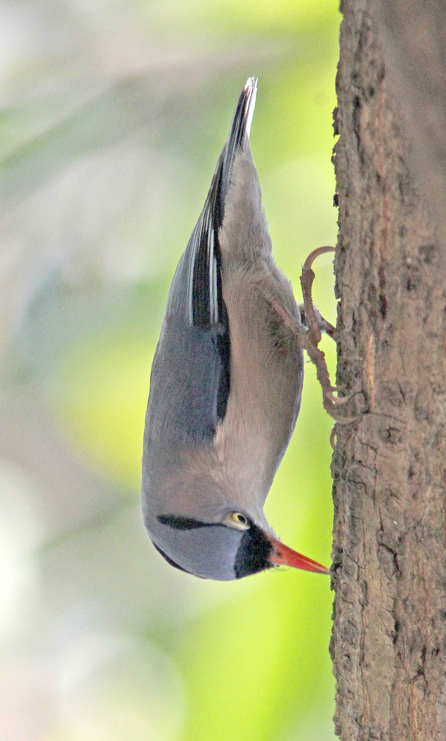 Velvet-fronted Nuthatch.   Photo © 2010 by Alan Covert.