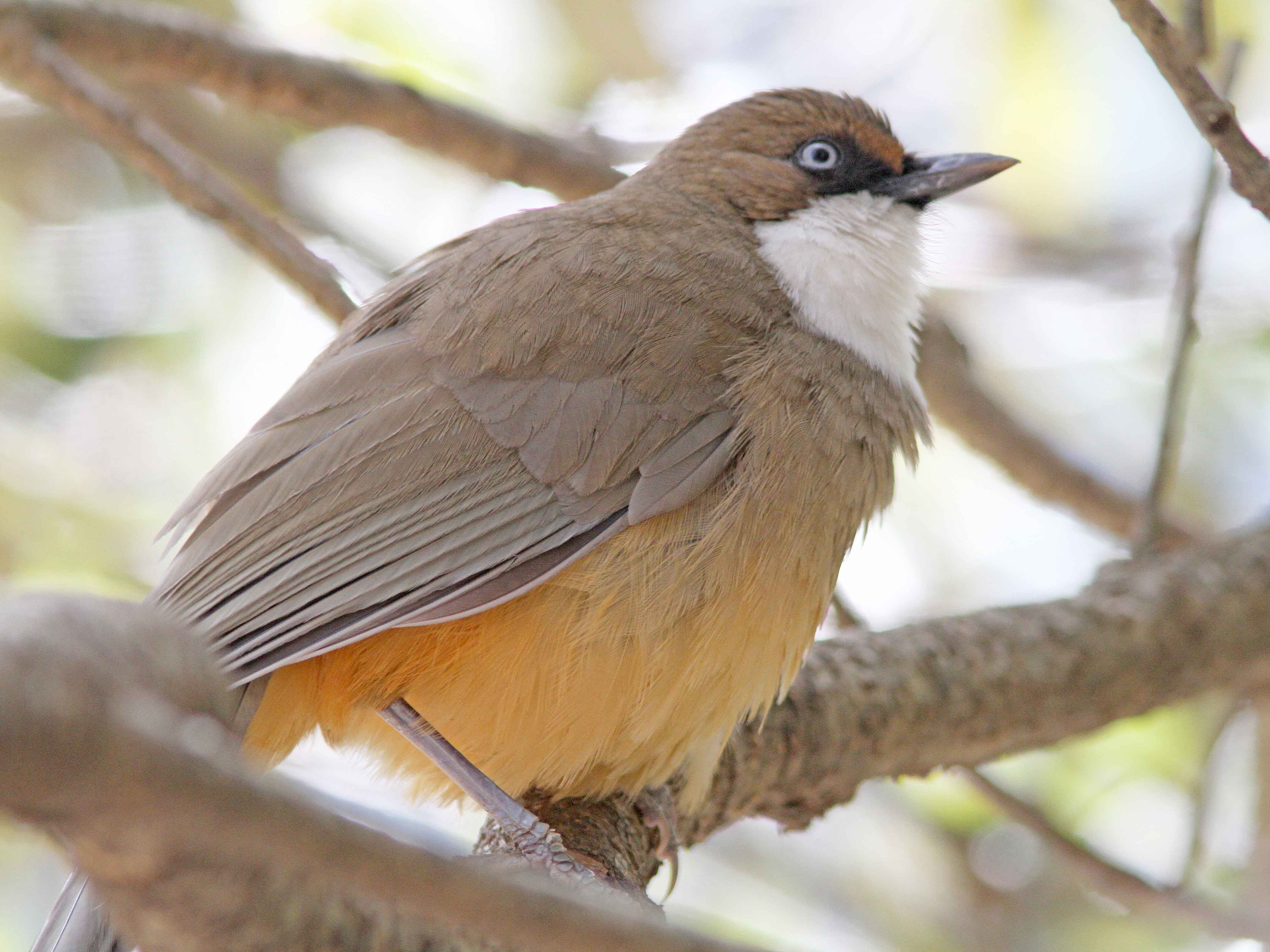 White-throated Laughingthrush.  Photo © 2010 by Alan Covert.