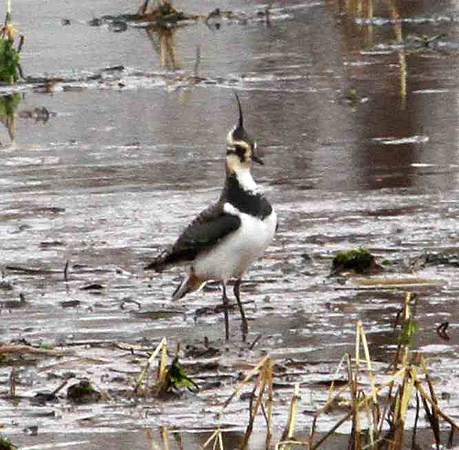 Northern Lapwing - photo © 2011 by Chris Martin